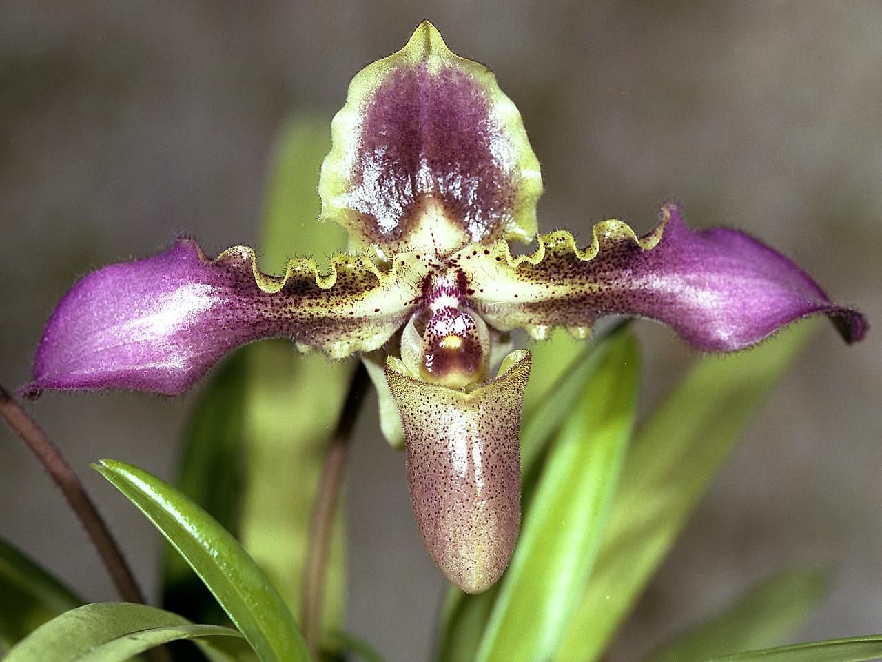 Paphiopedilum hirsutissimum